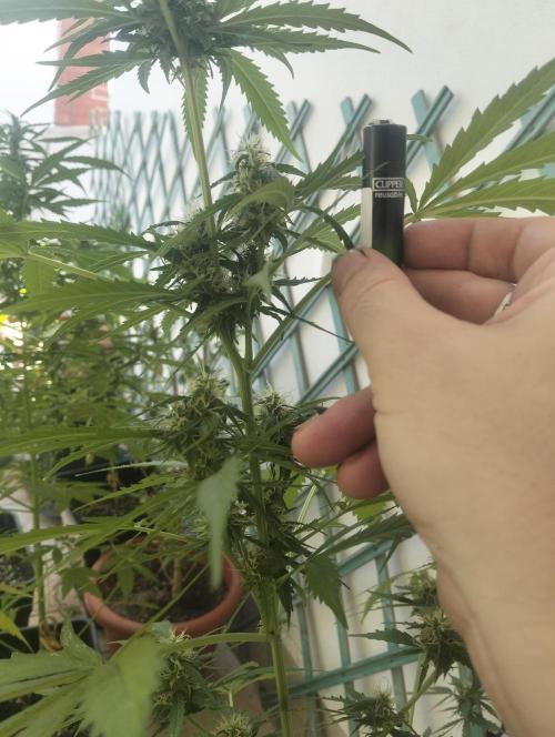 (afghan kush auto) poor Summer part 1. Week 8