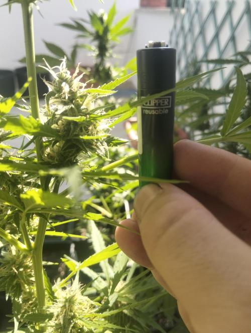 (afghan kush auto) poor Summer part 1. Week 8