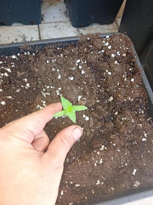 (🦍🍪 auto)"poor Summer part 3". Week 1