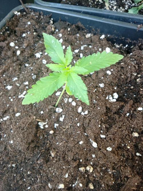 (🦍🍪 auto)"poor Summer part 3". Week 1