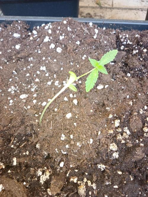 (🦍🍪 auto)"poor Summer part 3". Week 1