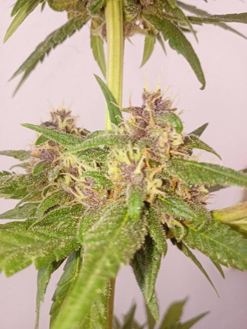 (🍌purple punch RF3) Poor Summer part2. Week 7 - The frost purple