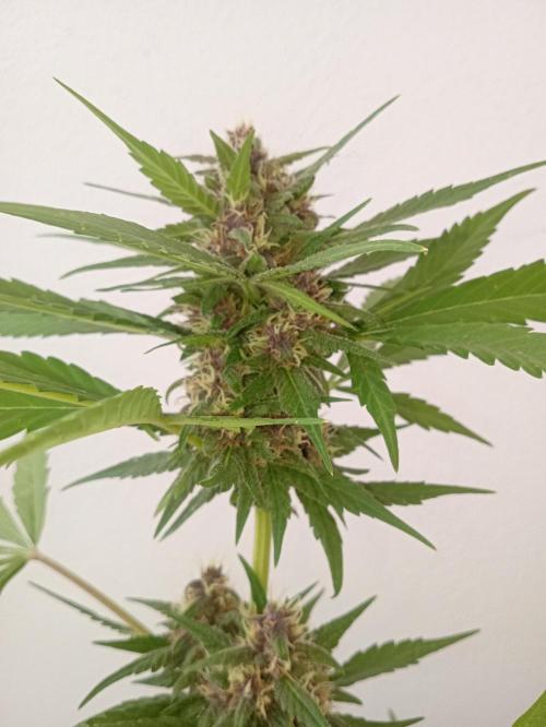 (🍌purple punch RF3) Poor Summer part2. Week 7