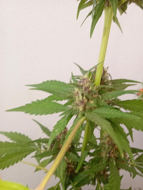 (🍌purple punch RF3) Poor Summer part2. Week 7