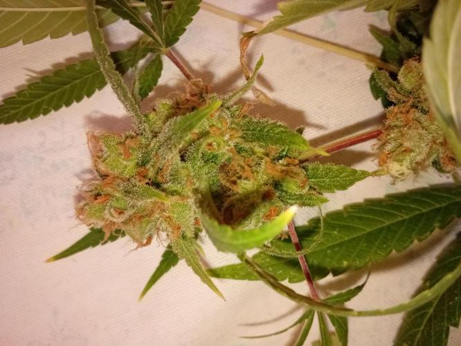N13 kush by sensi seeds. Week 20