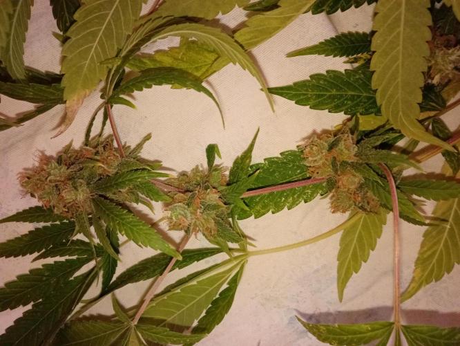 N13 kush by sensi seeds. Week 20