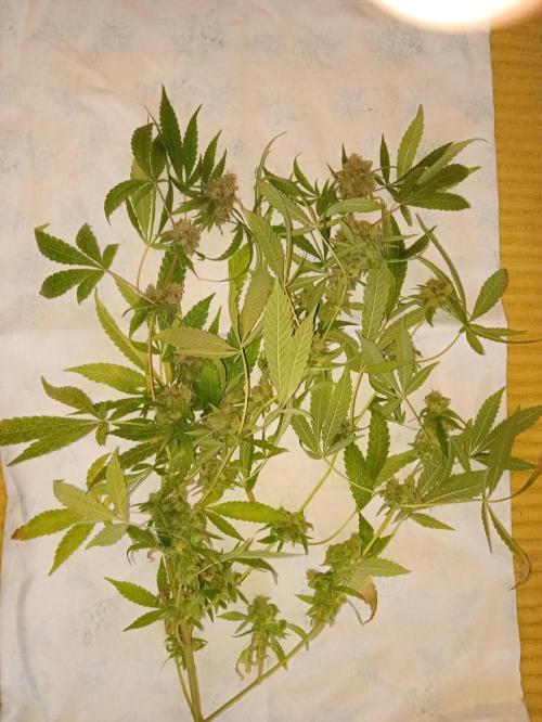 N13 kush by sensi seeds. Week 20