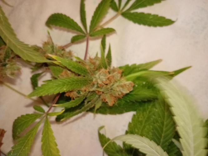 N13 kush by sensi seeds. Week 20