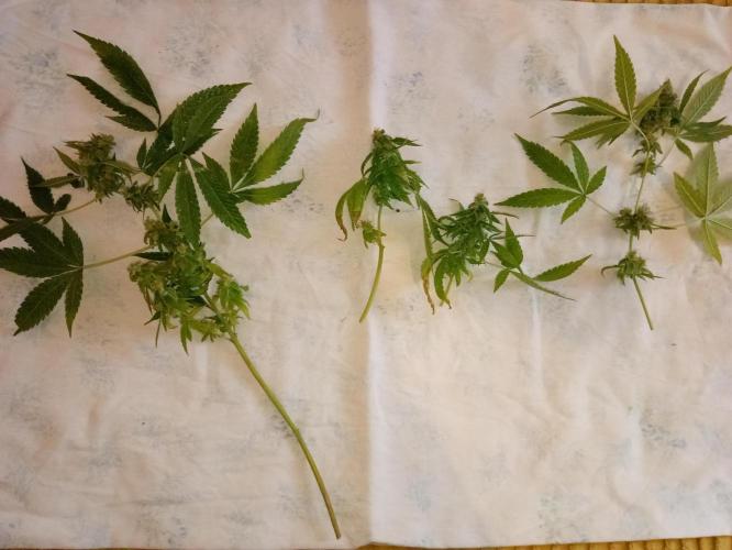 N13 kush by sensi seeds. Week 20