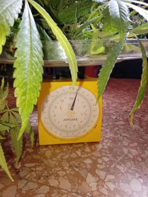 N13 Kush. Week 20