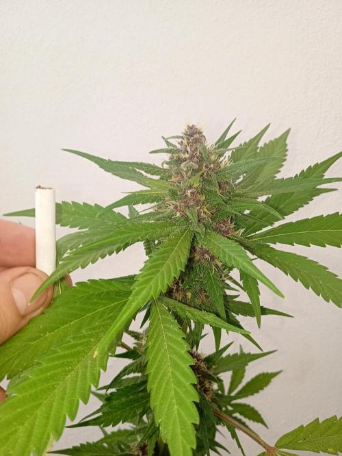 Banana purple punchRF3 Poor Summer part2. Week 8