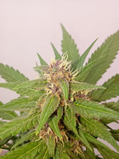 Banana purple punchRF3 Poor Summer part2. Week 8