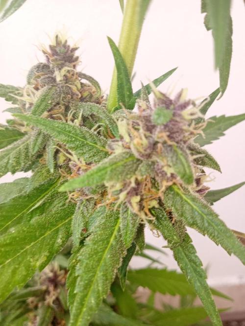 Banana purple punchRF3 Poor Summer part2. Week 8