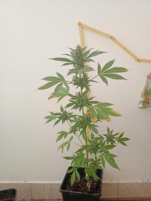 Banana purple punchRF3 Poor Summer part2. Week 8