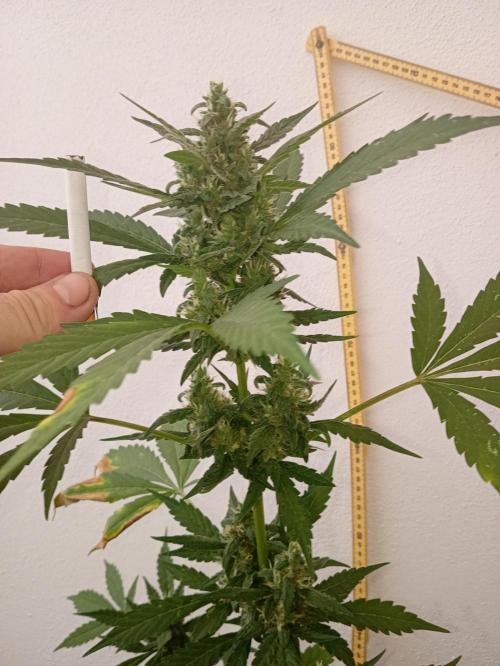 Banana purple punchRF3 Poor Summer part2. Week 8