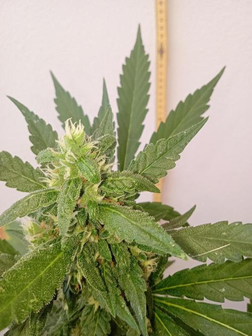 Banana purple punchRF3 Poor Summer part2. Week 8