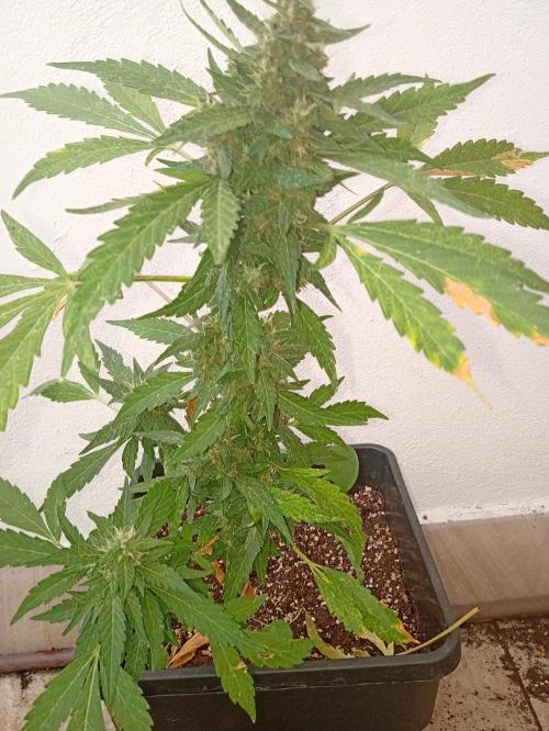 Banana purple punchRF3 Poor Summer part2. Week 8