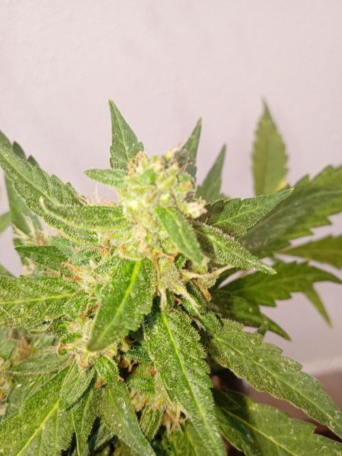Banana purple punchRF3 Poor Summer part2. Week 8