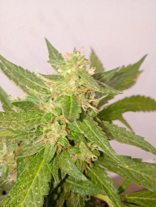 Banana purple punchRF3 Poor Summer part2. Week 8