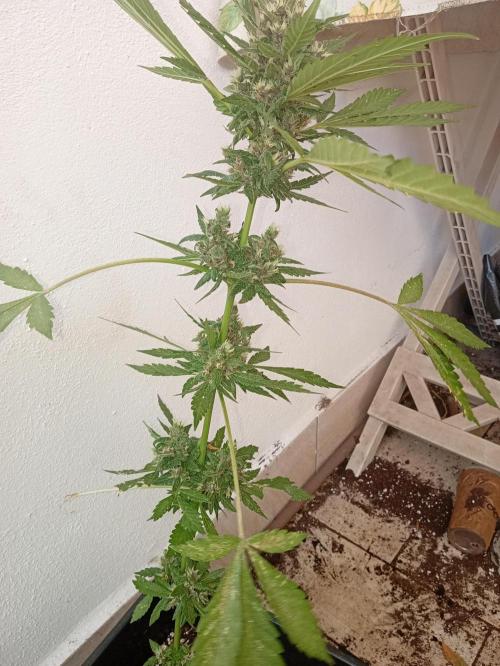 Banana purple punchRF3 Poor Summer part2. Week 8