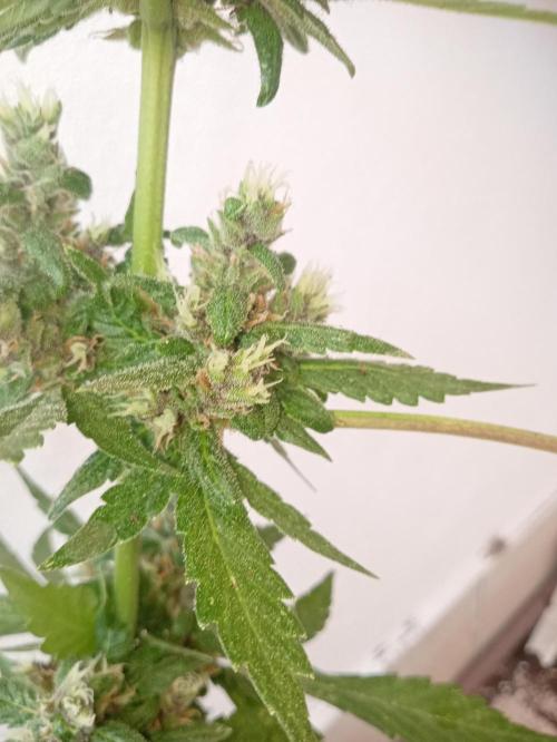 Banana purple punchRF3 Poor Summer part2. Week 8