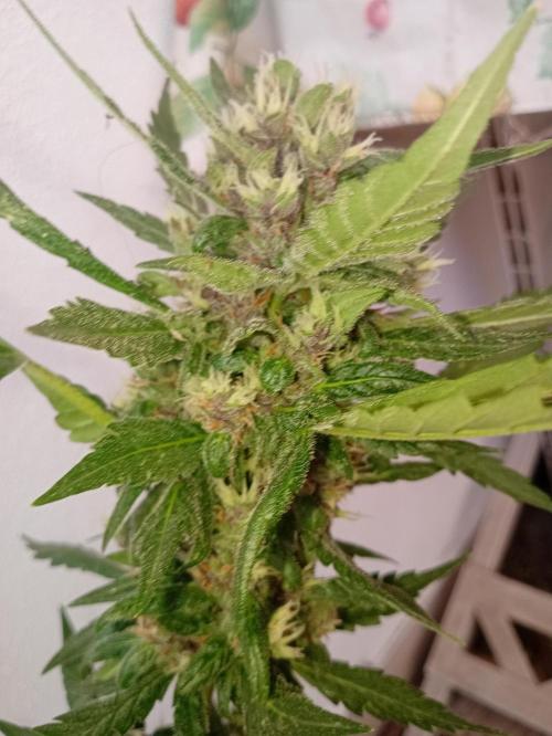 Banana purple punchRF3 Poor Summer part2. Week 8