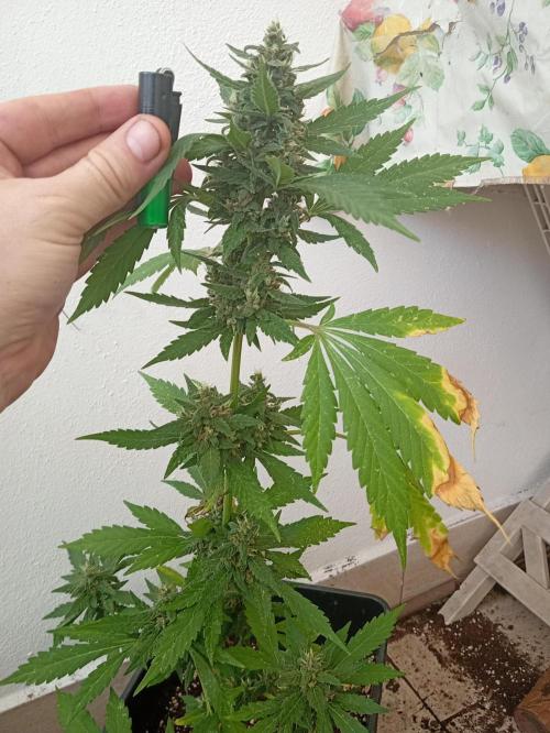 Banana purple punchRF3 Poor Summer part2. Week 8