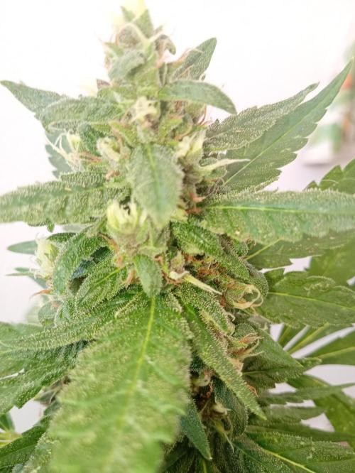 Banana purple punchRF3 Poor Summer part2. Week 8