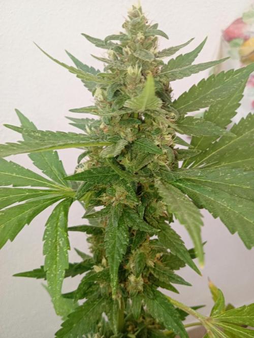 Banana purple punchRF3 Poor Summer part2. Week 8