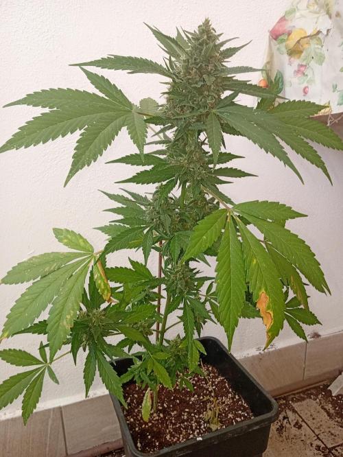 Banana purple punchRF3 Poor Summer part2. Week 8