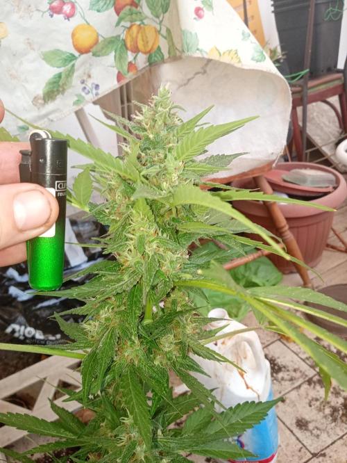 Banana purple punchRF3 Poor Summer part2. Week 8