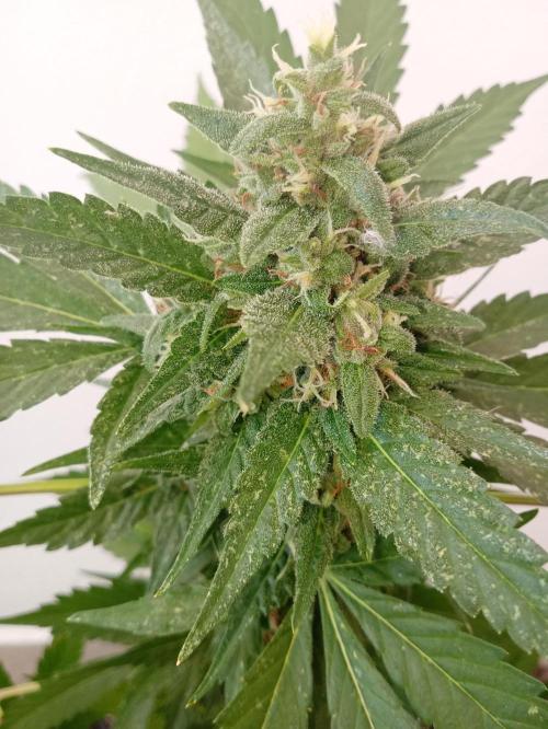 Banana purple punchRF3 Poor Summer part2. Week 8