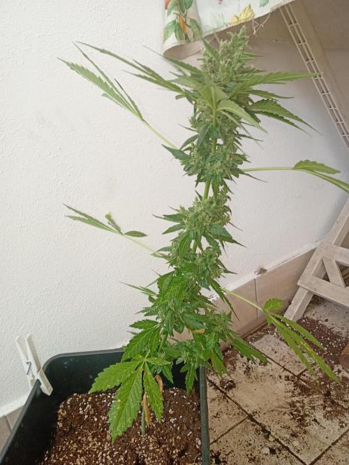 Banana purple punchRF3 Poor Summer part2. Week 8