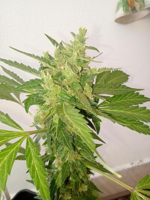 Banana purple punchRF3 Poor Summer part2. Week 8