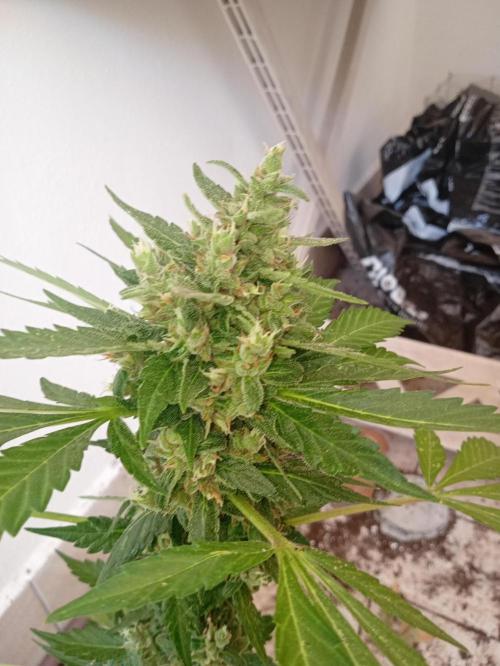 Banana purple punchRF3 Poor Summer part2. Week 8