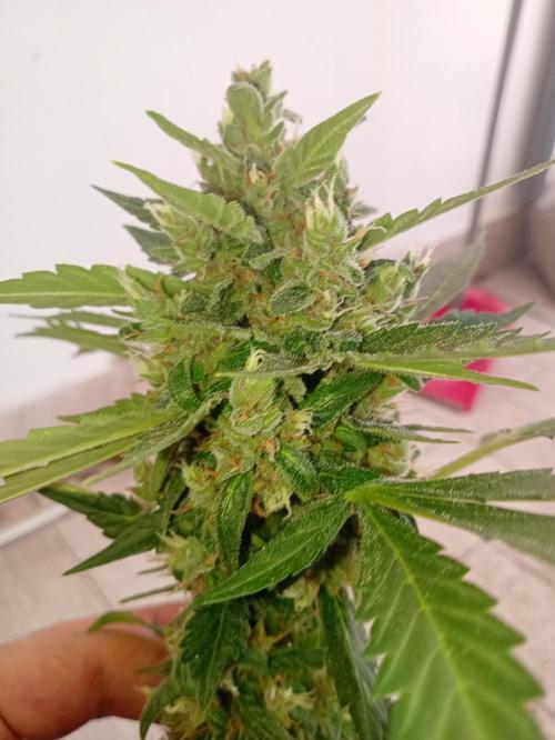 Banana purple punchRF3 Poor Summer part2. Week 8
