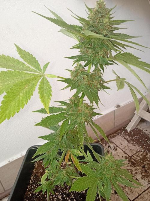 Banana purple punchRF3 Poor Summer part2. Week 8