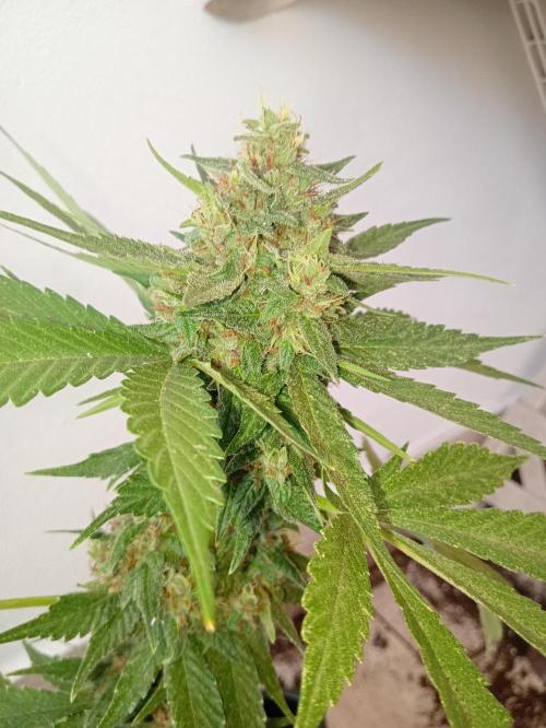 Banana purple punchRF3 Poor Summer part2. Week 8