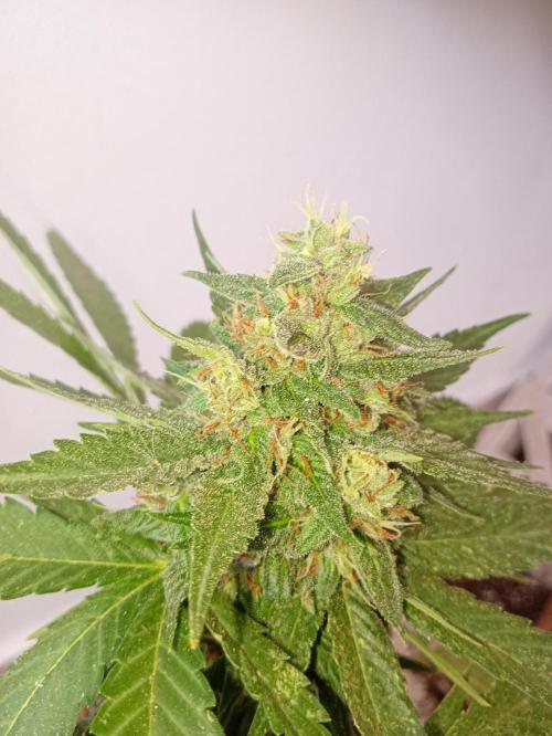 Banana purple punchRF3 Poor Summer part2. Week 8