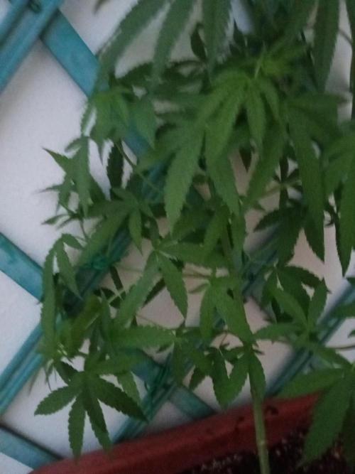 (Lemon mandarine) Poor Summer extra part. Week 7
