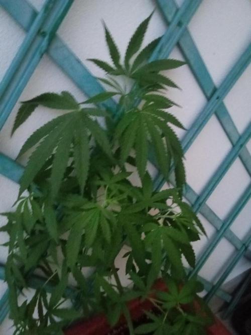 Light-Mix. Week 7