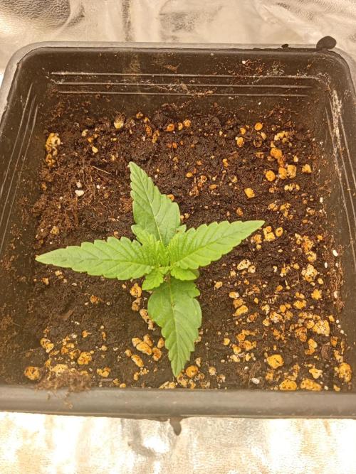 One plant One box whit bay burger. Week 1 - Day1