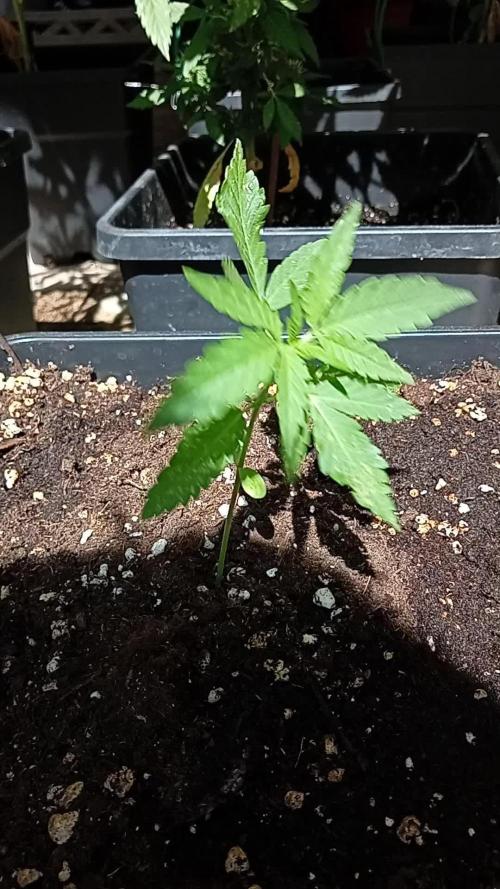 (🦍🍪 auto)"poor Summer part 3"