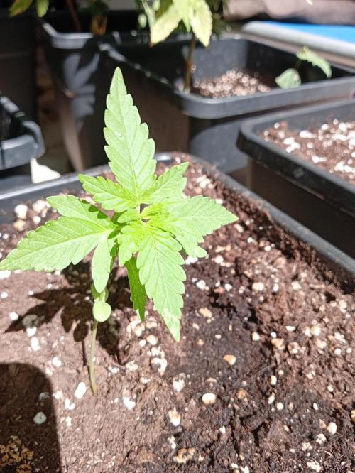 (🦍🍪 auto)"poor Summer part 3". Week 2