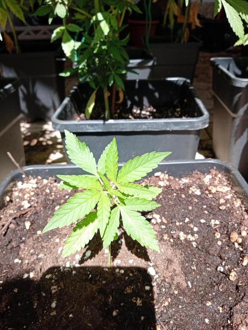 (🦍🍪 auto)"poor Summer part 3". Week 2