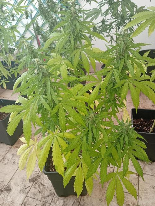 (afghan kush auto) poor Summer part 1. Week 9
