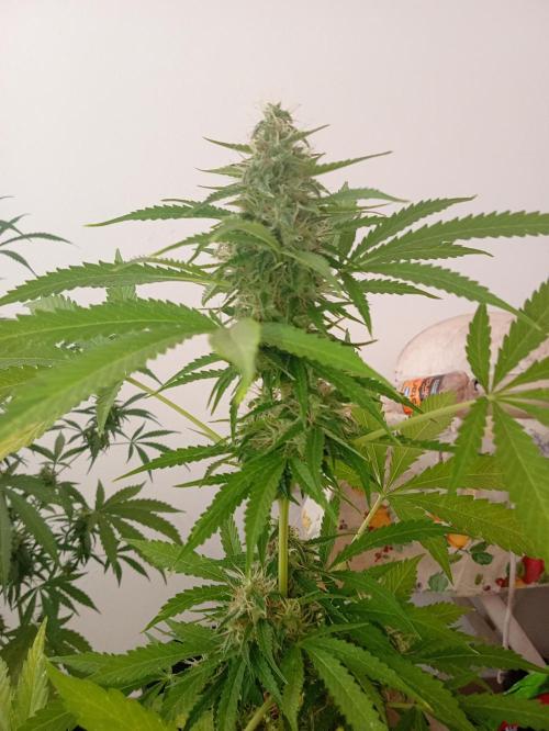 (afghan kush auto) poor Summer part 1. Week 9