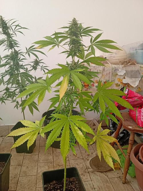 (afghan kush auto) poor Summer part 1. Week 9