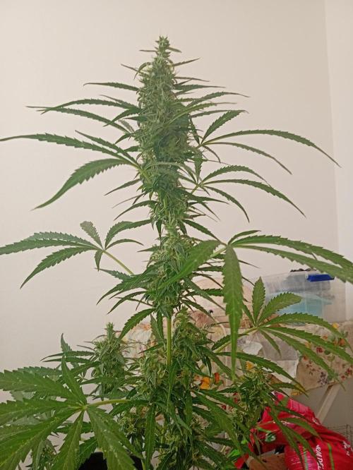 (afghan kush auto) poor Summer part 1. Week 9