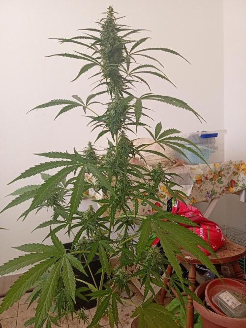 (afghan kush auto) poor Summer part 1. Week 9